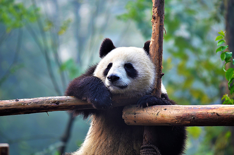熊猫,四川省,野生动物,枝,自然保护区,瓷器,选择对焦,美,水平画幅,无人