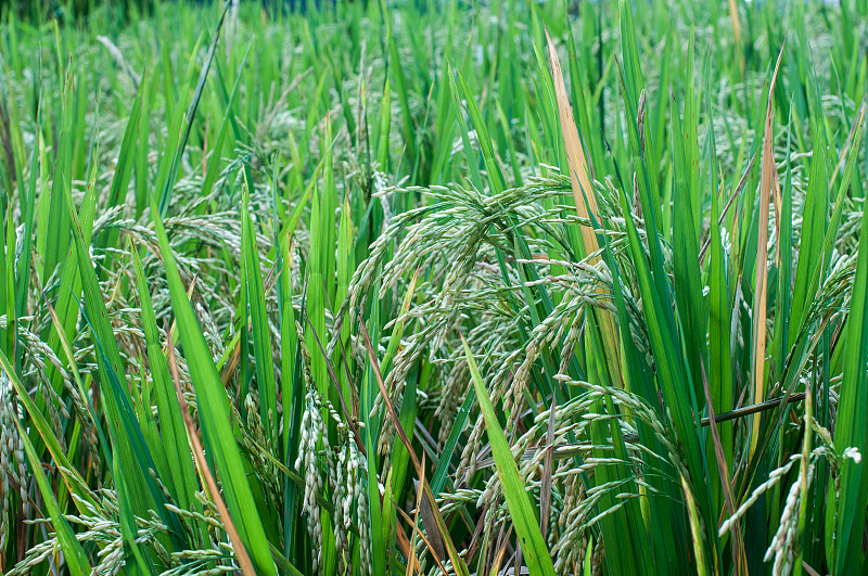 稻,巴厘岛,田地,印度尼西亚,黄金,老玉米,米,有机农庄,热带树,稻田