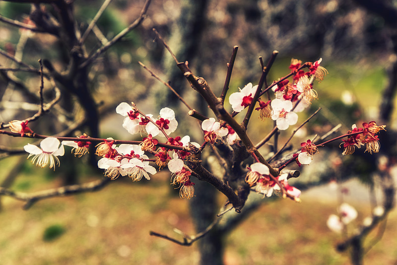 樱桃树,春天,雄蕊,开花时间间隔,亚洲樱桃树,梅花,桃花,李子,脆弱,花蕾