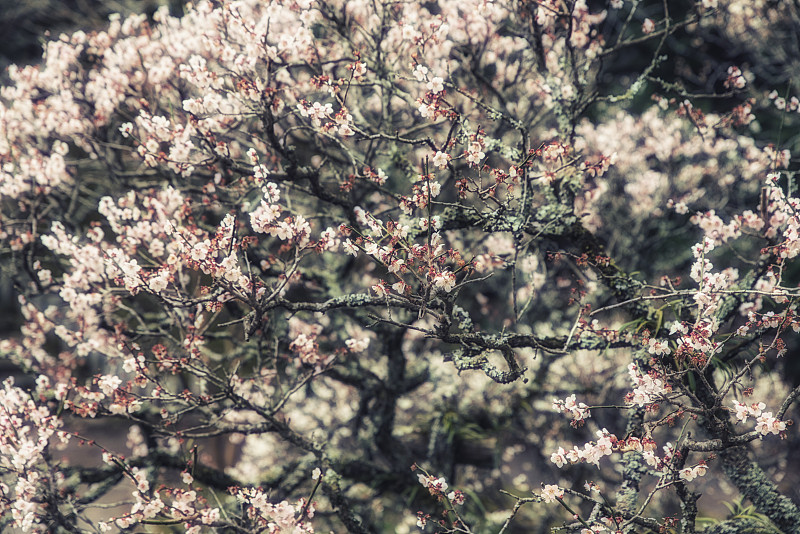 樱桃树,春天,雄蕊,开花时间间隔,亚洲樱桃树,桃花,梅花,李子,脆弱,花蕾