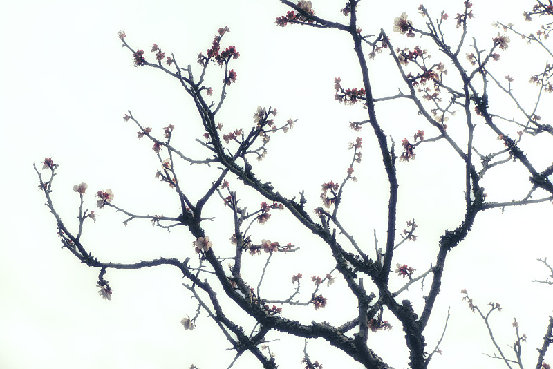 樱桃树,春天,雄蕊,开花时间间隔,亚洲樱桃树,桃花,梅花,李子,脆弱,花蕾
