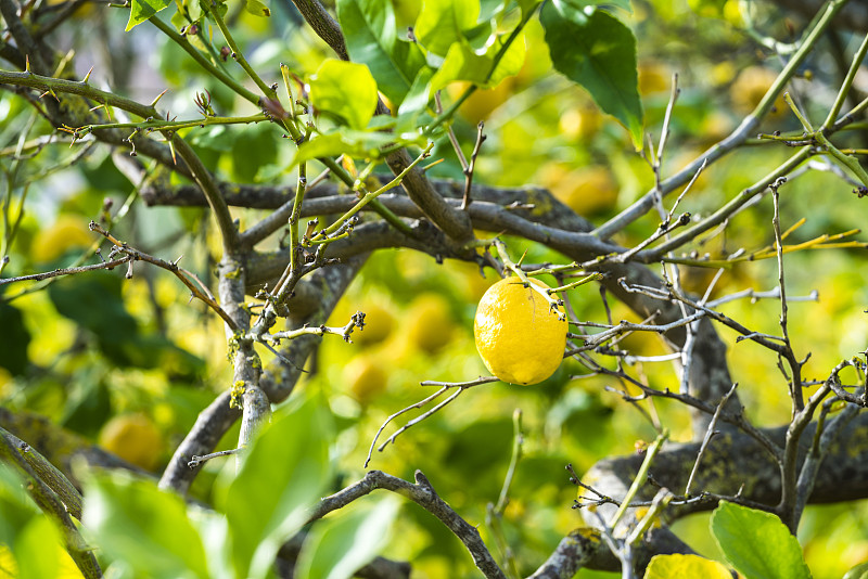 Lemon,Trees,&,Lemons,near,the,Town,of,Sóller,in,the,Mountains,of,the,Serra,de,Tramuntana,,in,North,Mallorca,/,Majorca