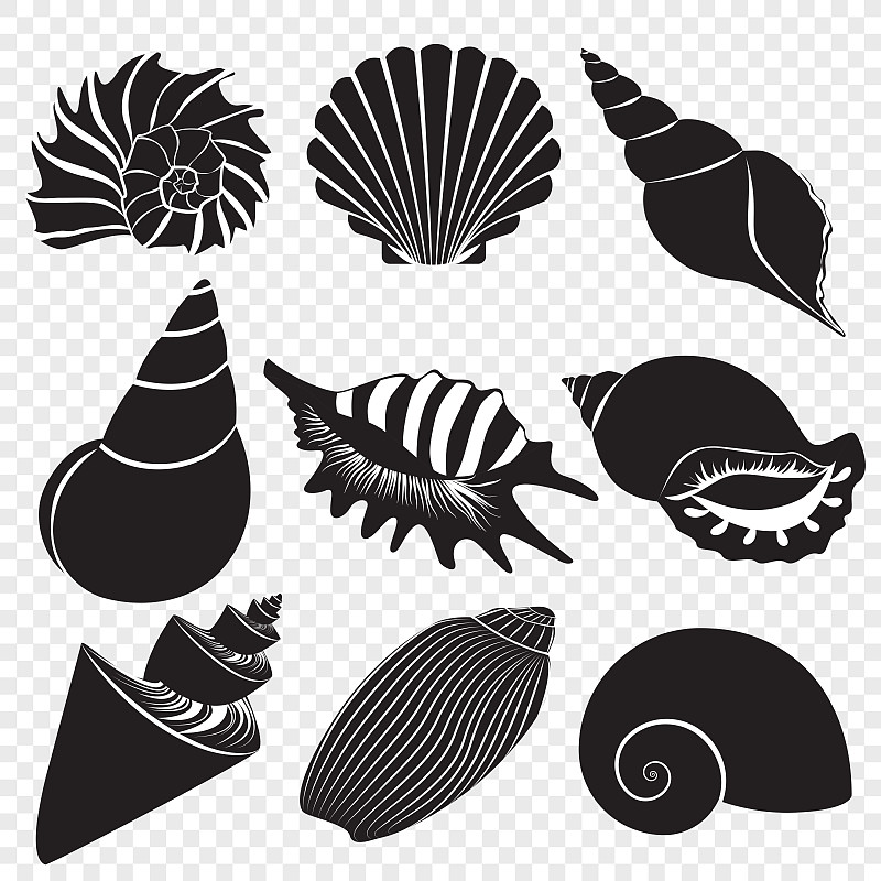 贝壳,矢量,黑色,背景,分离着色,垂直画幅,水,艺术,形状,软体动物