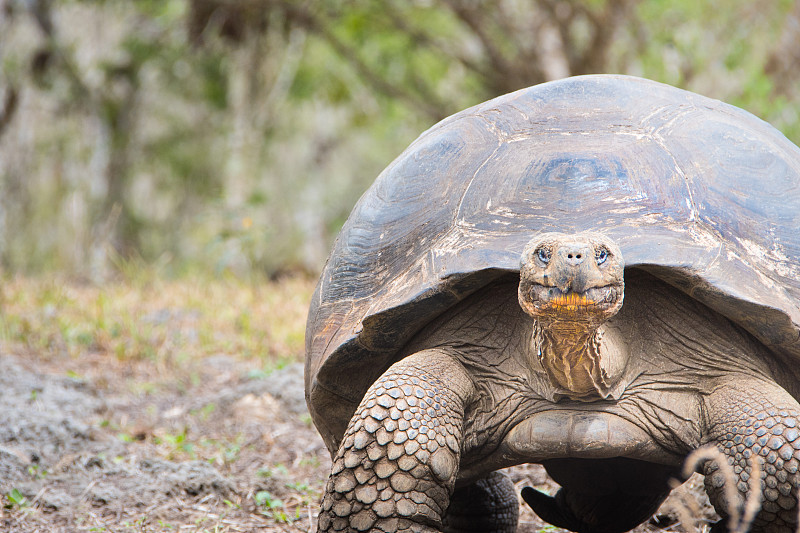 加拉帕戈斯陆龟,一只动物,圣克鲁斯岛,巨型龟,加拉帕戈斯群岛,龟,爬行纲,厄瓜多尔,海龟,南美