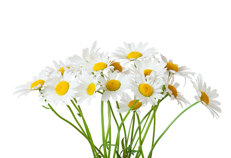花束,白色背景,春白菊花,分离着色,美,留白,芳香的,水平画幅,无人,甘菊花