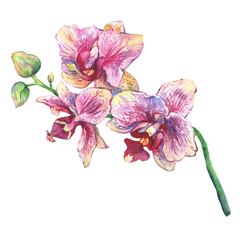 绘画插图,兰花,蝴蝶兰,特写,水彩画颜料,粉色,花朵,白色背景,花,绘制