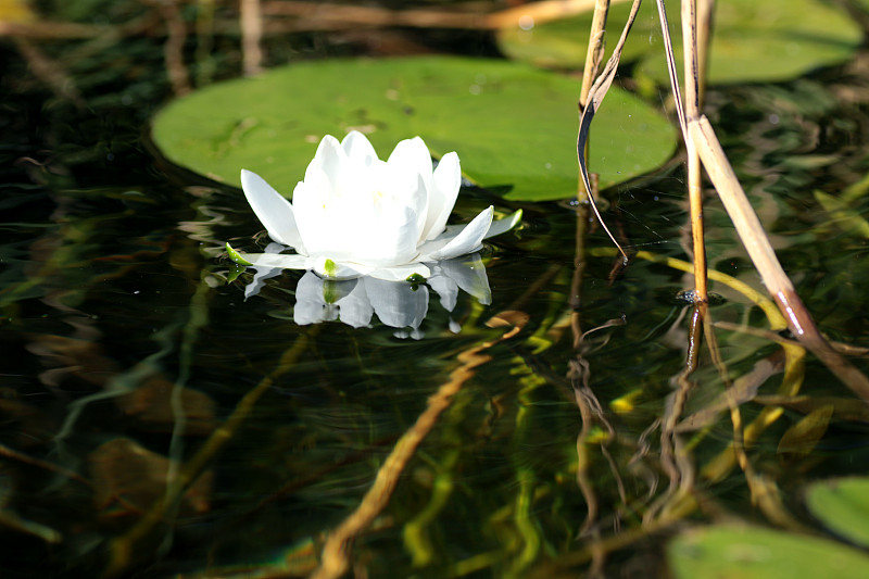 白睡莲,水,美,荷花,水平画幅,睡莲,无人,夏天,水库,户外