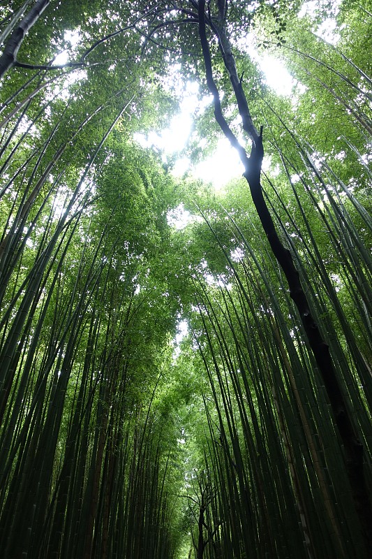 竹林,海上航道,岚山,竹子叶,竹,小路,京都市,自然,垂直画幅,绿色