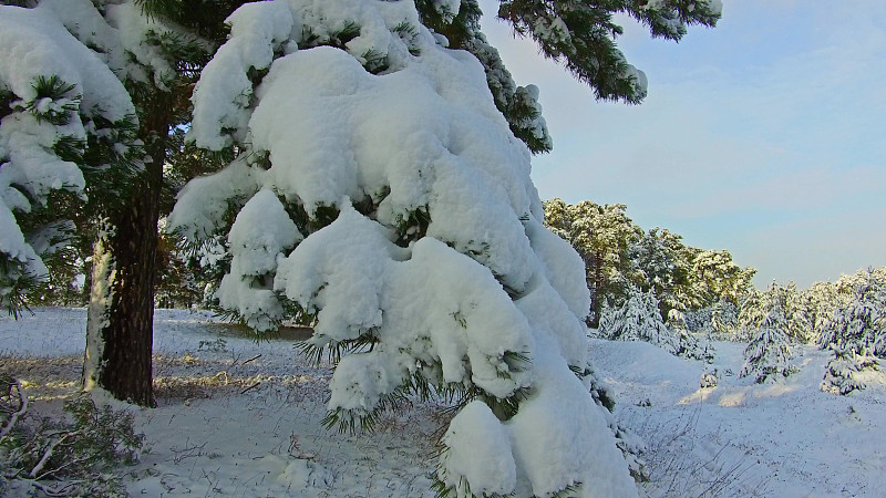 美,雪,户外,冬天,自然,地形,自然美,圣诞树,树,下雪