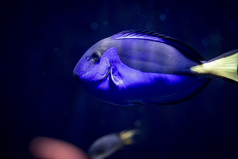 热带鱼,blue,tang,fish,鱼缸,深蓝,自然,水,野生动物,水平画幅,水肺潜水,蓝色