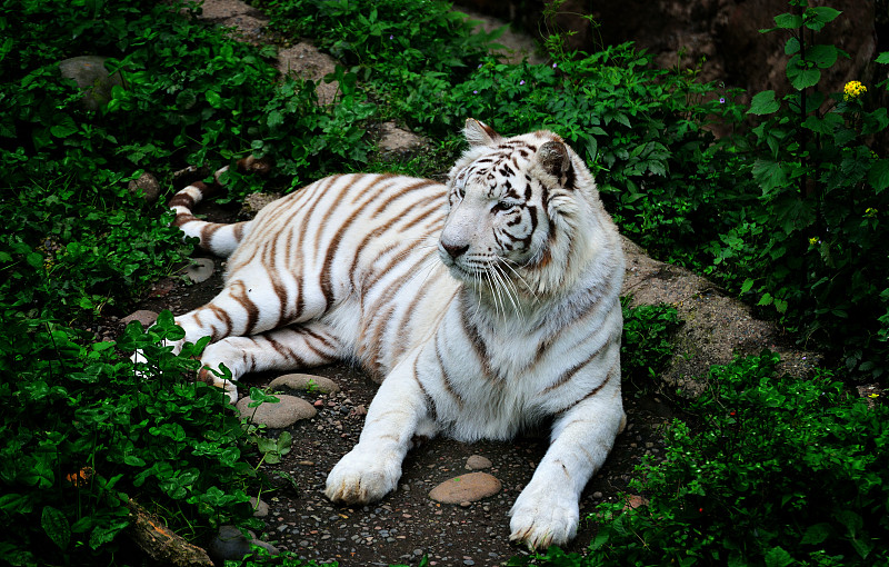 孟加拉虎,白虎,黑白森莺,虎,动物园,毛皮,动物身体部位,野生动物,动物头,危险