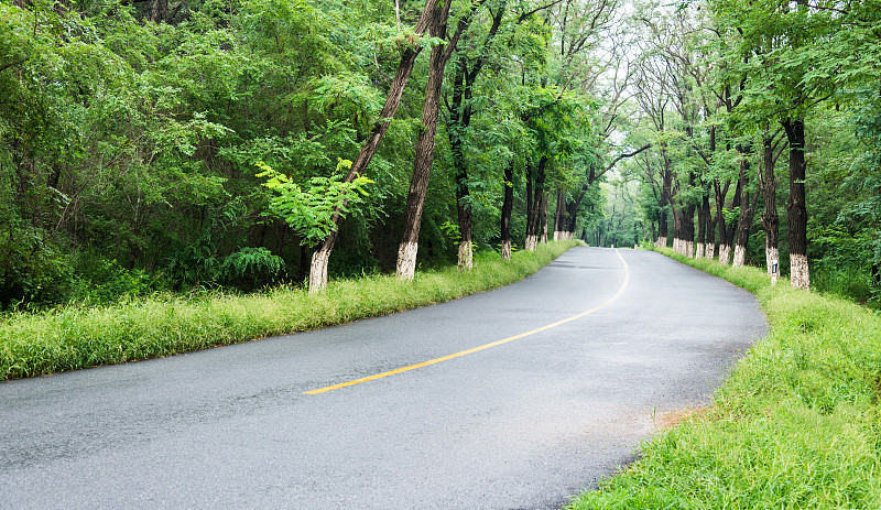 森林,绿色,路,主干路,消失点,乡村路,树林,自驾游,公路,宁静