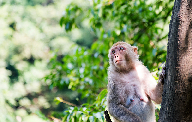 猴子,可爱的,选择对焦,留白,公园,水平画幅,智慧,无人,动物身体部位,热带雨林