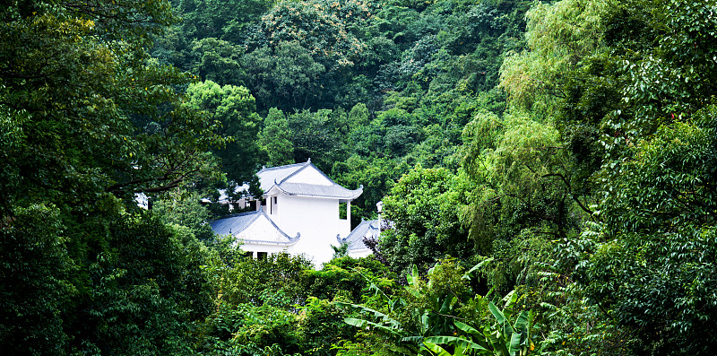 森林,留白,枝繁叶茂,林区,夏天,草,居住区,建筑业,白色