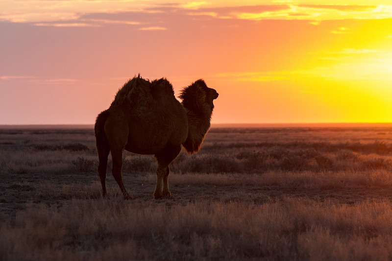 骆驼,沙漠,背景,天空,气候,沙子,夏天,干的,哈萨克斯坦,双峰骆驼