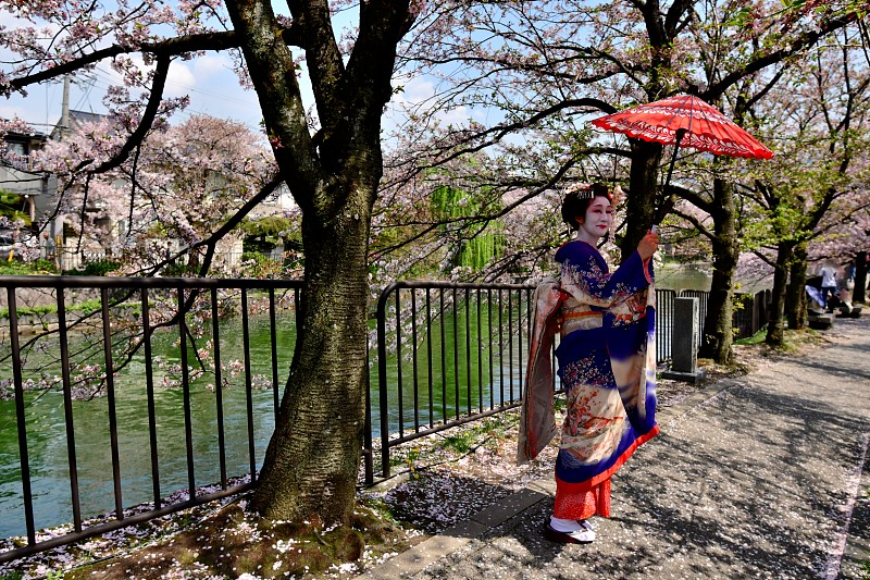 Japanese,Woman,in,Maiko’s,Costume,Enjoying,Cherry,Blossom,in,Kyoto