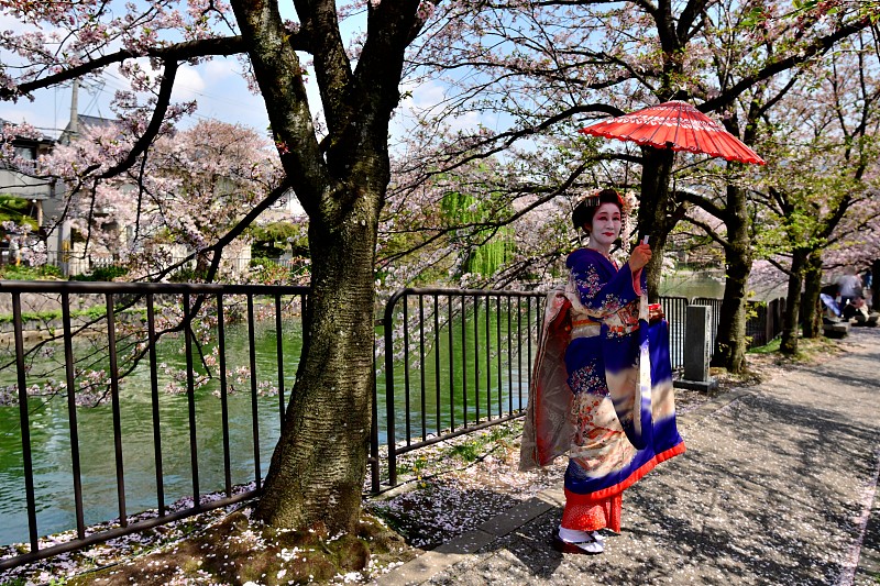 Japanese,Woman,in,Maiko’s,Costume,Enjoying,Cherry,Blossom,in,Kyoto