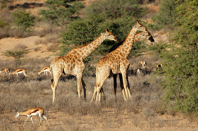 跳羚,长颈鹿,羚羊,机敏,水平画幅,无人,食草动物,野外动物,户外,哺乳纲