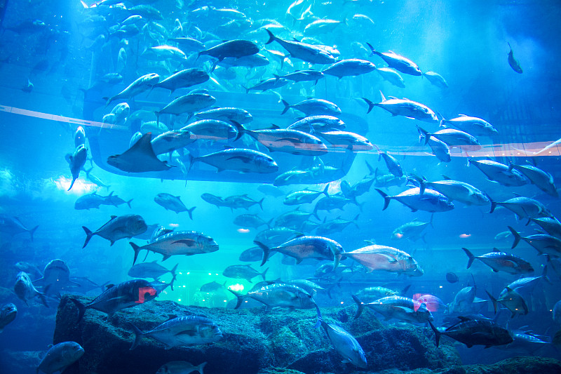 水族馆,动物园,水下,鱼缸,迪拜,礁石,储油罐,海洋生命,热带鱼,泻湖
