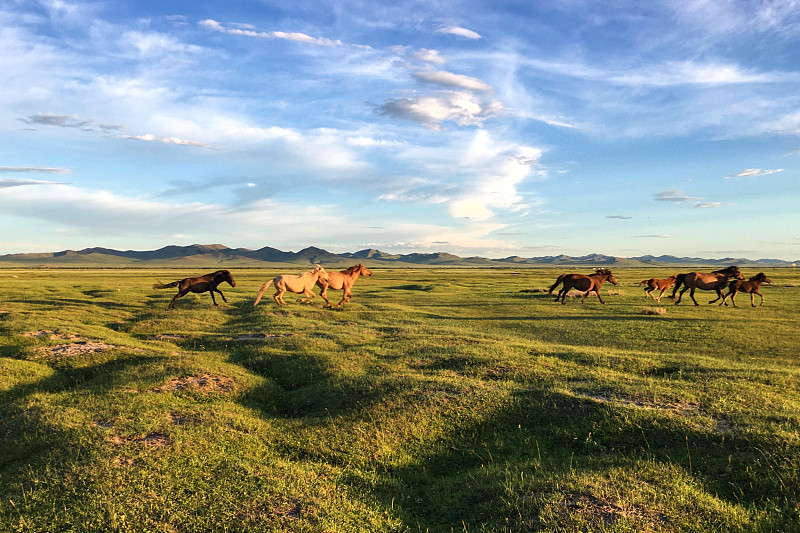 蒙古,马,平原,兽群,天空,水平画幅,无人,夏天,户外,草