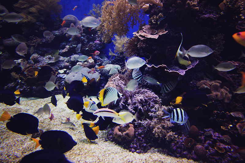 水下,礁石,红海,水,水平画幅,水肺潜水,野外动物,夏天,热带气候,水族馆