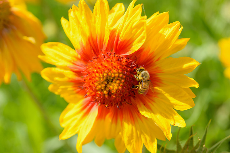 明亮,蜜蜂,红色,黄色,日光,向日葵,在下面,努力,水平画幅,无人