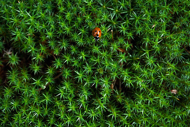 苔藓,瓢虫,星形,绿色,美,水平画幅,形状,无人,古老的,沼泽