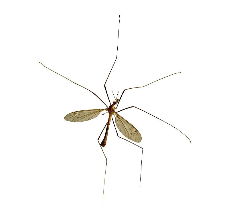 蚊子,盲蛛,巨大的,正面视角,动物身体部位,蜘蛛纲,标有线的贝壳,两翼昆虫,白色
