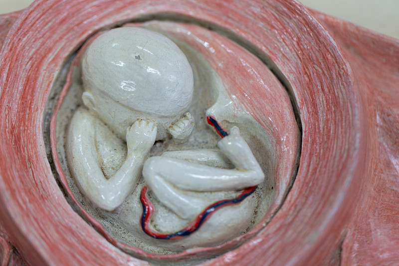 胚胎,教室,模型,胎儿,电缆,水平画幅,科学,泰国,生殖器官,妇科专家