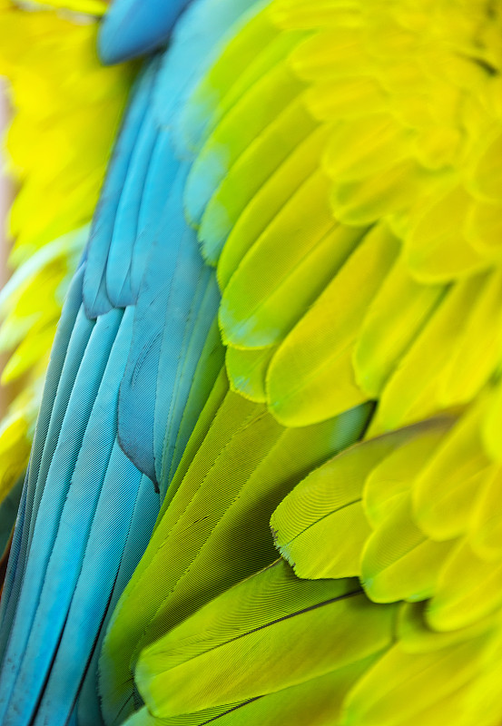 特写,翎毛,军绿色金刚鹦鹉,垂直画幅,热带鸟,无人,鸟类,动物身体部位,热带雨林