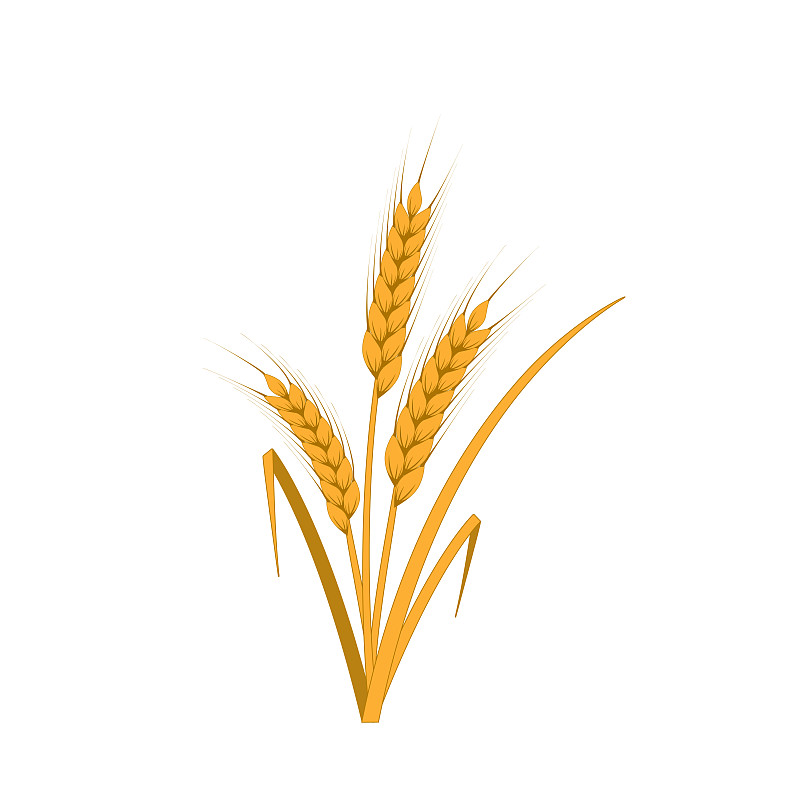 人的耳朵,小麦,绘画插图,符号,夏天,俄罗斯,面包,农作物,植物,清新