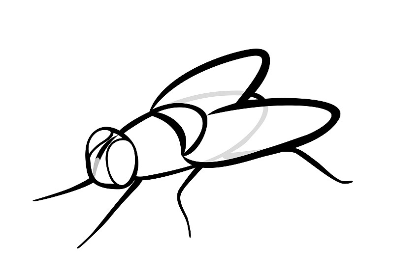绘画插图,两翼昆虫,昆虫,矢量,艺术,水平画幅,动物身体部位,生物学,卡通,单色调