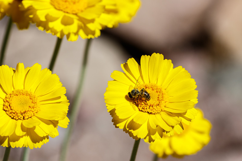 花粉,蜜蜂,黄色,沙漠,美,水平画幅,动物身体部位,户外,特写,明亮