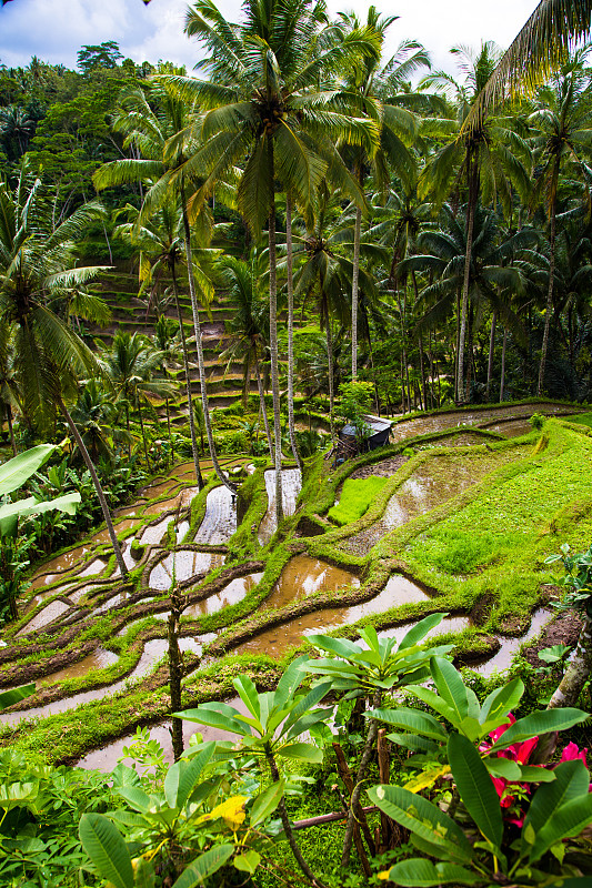 巴厘岛,稻,梯田,德格拉朗,垂直画幅,水,枝繁叶茂,无人,椰子,椰子树