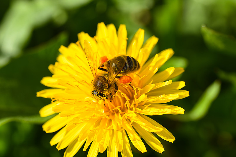 蜜蜂,黄色,微距,美,水平画幅,无人,忙碌,夏天,户外,生物学