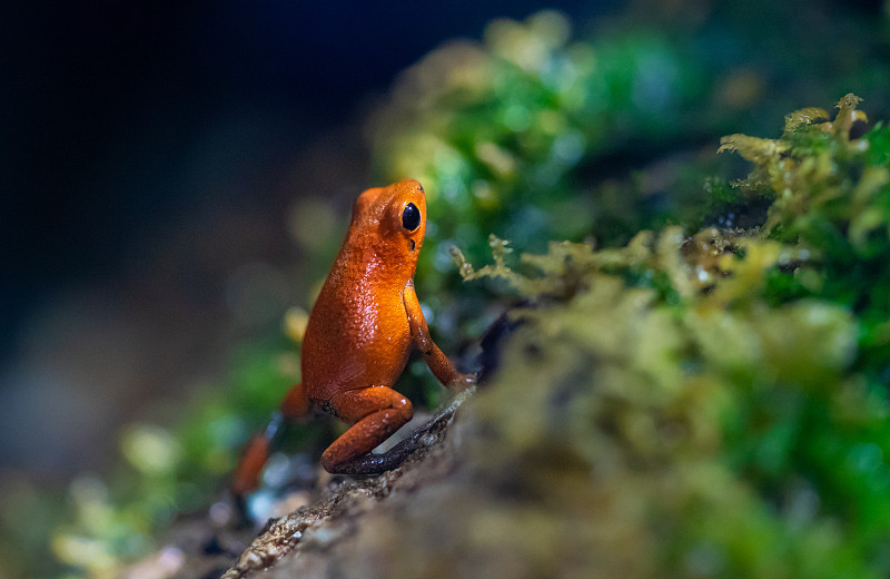 小的,青蛙,红色,森林,湿,岩石,美,水平画幅,无人,户外