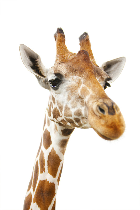 长颈鹿,注视镜头,垂直画幅,褐色,颈,食草动物,巨大的,特写,哺乳纲,白色