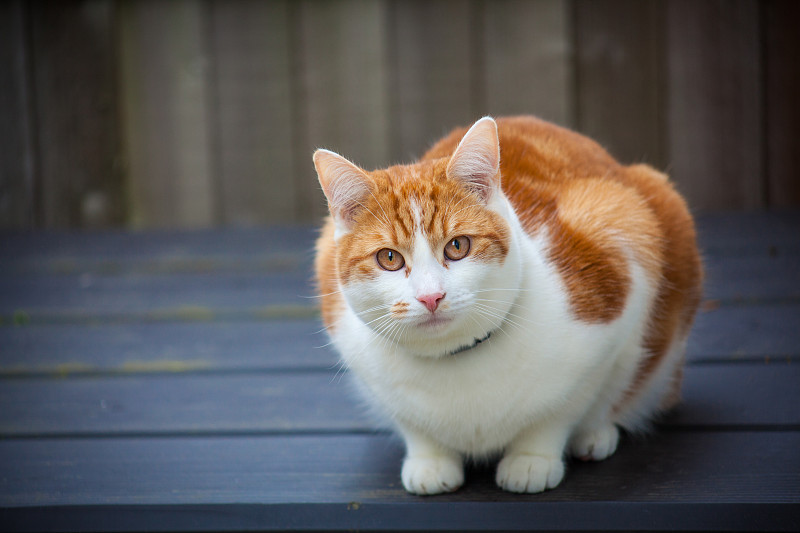 姜黄色的猫,美,水平画幅,巨大的,动物身体部位,夏天,户外,居住区,人的眼睛,毛绒绒