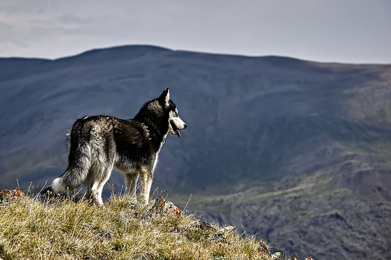 西伯利亚哈士奇犬,在上面,美,毛皮,水平画幅,山,雪,蓝色,肖像,户外