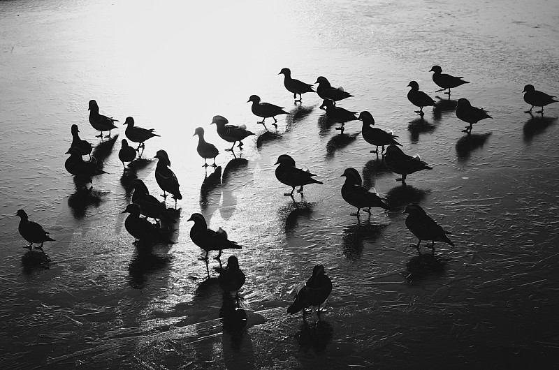 湖,冻结的,鸳鸯,羊群,自然,寒冷,水平画幅,无人,鸟类,早晨