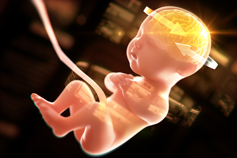 神经系统,绘画插图,三维图形,胎儿,婴儿,脑部,x光,里面,水平画幅,科学