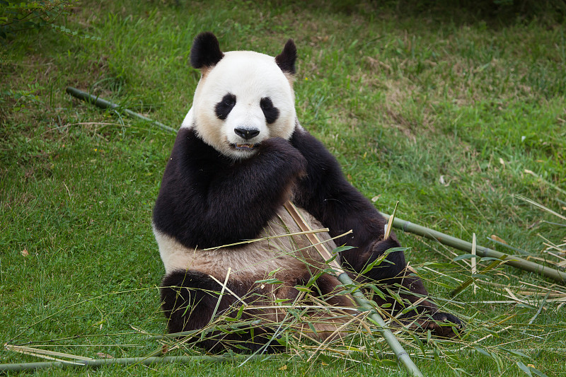 大熊猫,水平画幅,野外动物,熊,动物主题,特有物种,哺乳纲,熊猫,四川省,竹