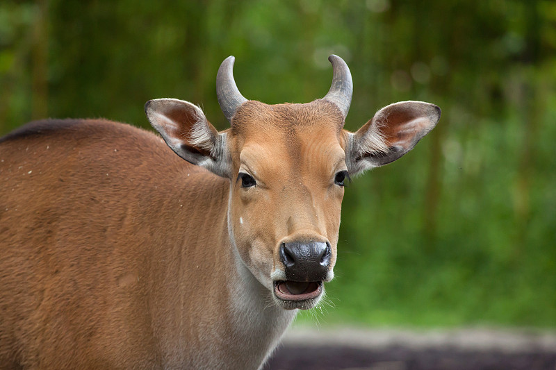 白臀野牛,偶蹄目,加里曼丹,婆罗洲岛,美洲野牛属,牛,公牛,濒危物种,一只动物,牛科