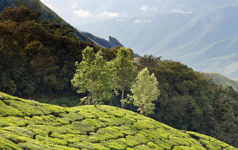 喀拉拉邦,南,茶树,印度,西高止山脉,慕那尔,茶树油,拉茶,国内著名景点,世界遗产