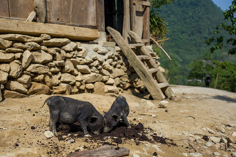 越南,可爱的,两只动物,小猪,萨帕,干草,水平画幅,人群,户外,稻草
