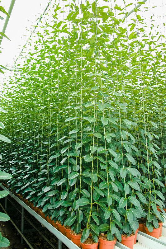 马达加斯加,植物,茉莉,婚礼,栽培植物,千金子藤,温室,花束,接力赛,花