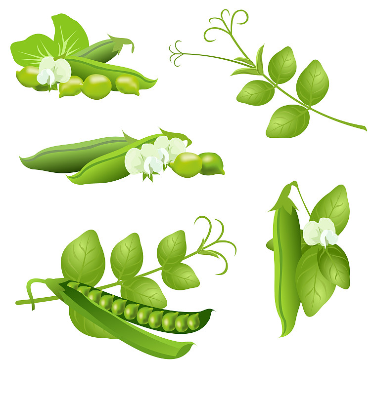 绘画插图,豆荚,矢量,豌豆,植物,垂直画幅,素食,卷须,农作物,植物学