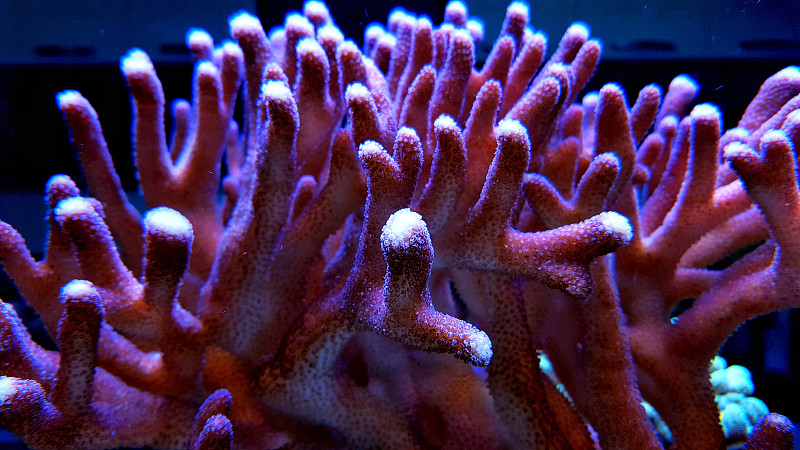 礁石,水族馆,珊瑚,粉色,水,水平画幅,形状,无人,水下,湿