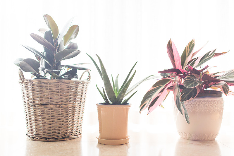 室内植物,吊竹梅,橡胶树,花烛属,奶油色,芦荟,盆栽植物,自然美,热带气候,多样