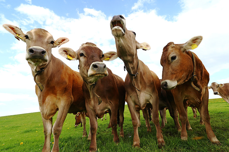 乐趣,母牛,牛叫,张着嘴,动物嘴,舌头,动物身体部位,夏天,草,乳牛